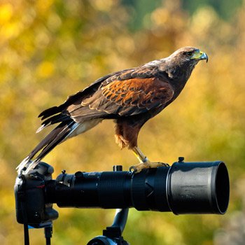 Birds of Prey Photography